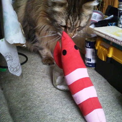 「エビのけりぐるみ、コワい！」サムネイル2