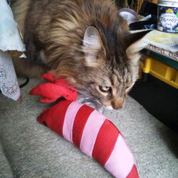 「エビのけりぐるみ、コワい！」サムネイル3