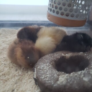 鶏ひよこ(性別不明)里親募集