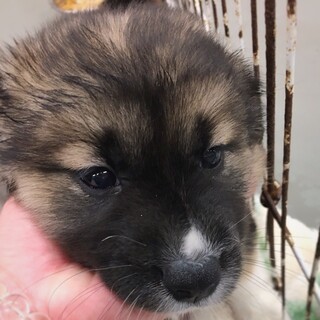 【相談中】かわいい子犬　メグちゃん　1ヶ月半