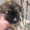 【相談中】かわいい子犬　メグちゃん　1ヶ月半 サムネイル2