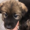 【相談中】かわいい子犬　ジョーちゃん　1ヶ月半 サムネイル2