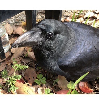 飛べないカラス