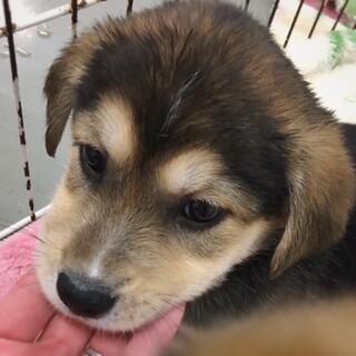 【相談中】かわいい子犬　ベスちゃん　1ヶ月半