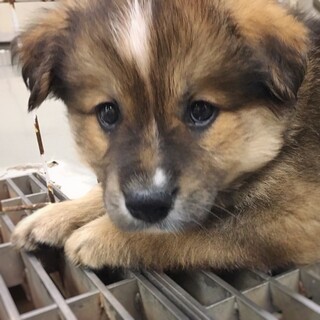 【相談中】かわいい子犬　こうすけくん　1ヶ月半