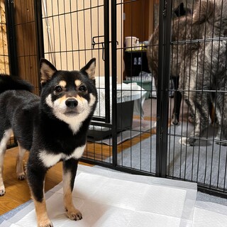 決定☆『セピア』臆病だけど色々な物に興味