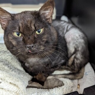 がら声で甘えるギャップに萌えるシアくん