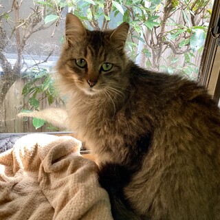 長毛でフワフワのグリーン色の瞳の可愛い女の子