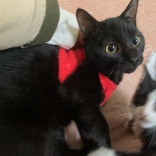 お膝大好き！！人懐こい構ってちゃんの黒猫 そうや君