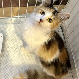 長毛三毛猫さん4ヶ月から5ヶ月」三重県 - 猫の里親募集(486579