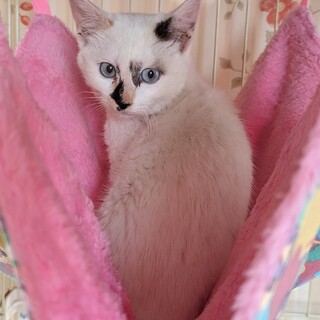 ブルーの瞳がおしゃれなシャム系のミケちゃん❤️