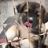 【相談中】かわいい子犬　メグちゃん　1ヶ月半 サムネイル3