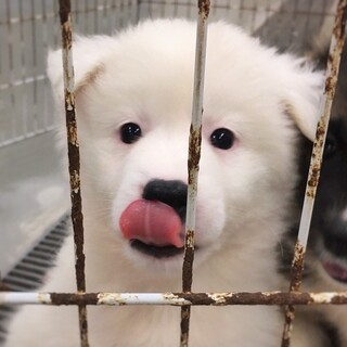 【相談中】かわいい子犬　そのこちゃん　1ヶ月半