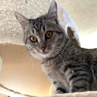 甘えん坊のシズちゃん