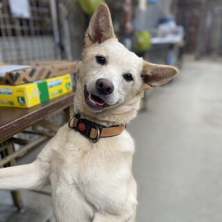 かわいい薄茶の女の子　のりちゃん　約7ヶ月