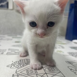 子猫♡2匹貰ってくださる方優先