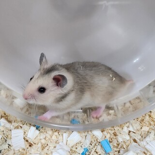 シルバーグレーのゴールデンハムスター里親募集