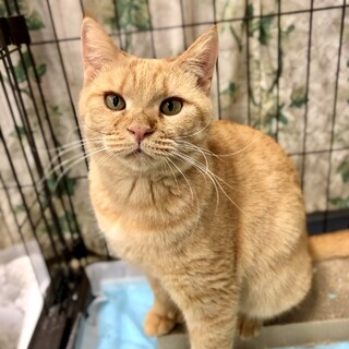 甘えることを知った茶トラの女の子♡【動画変更】