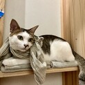 即飼育可 メス 1歳半 甘え上手で人懐っこい子 