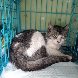 つくば猫の里親会