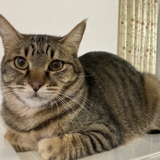 4/21譲渡会！　遊ぶの大好きキック君