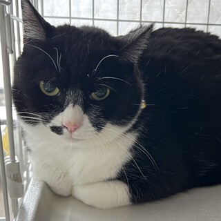 7/13譲渡会に参加！控えめで大人しいダグちゃん