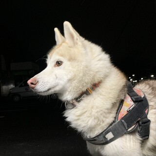 福岡　里親募集です！