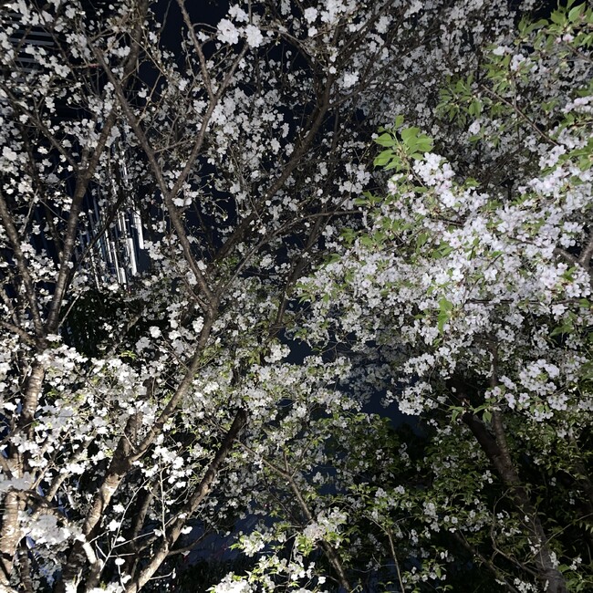 てれぱすのカバー写真