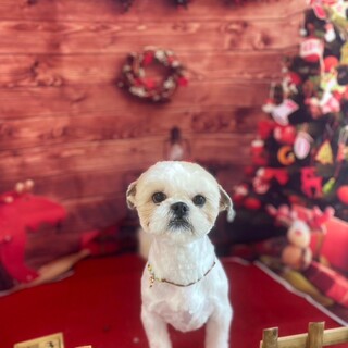 人懐っこすぎるシーズ！！♡