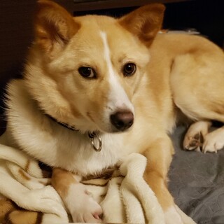 柴犬サイズの小さめ中型雑種【そぼろちゃん】♡