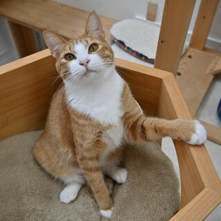 社：人間も好き…になってきた♡