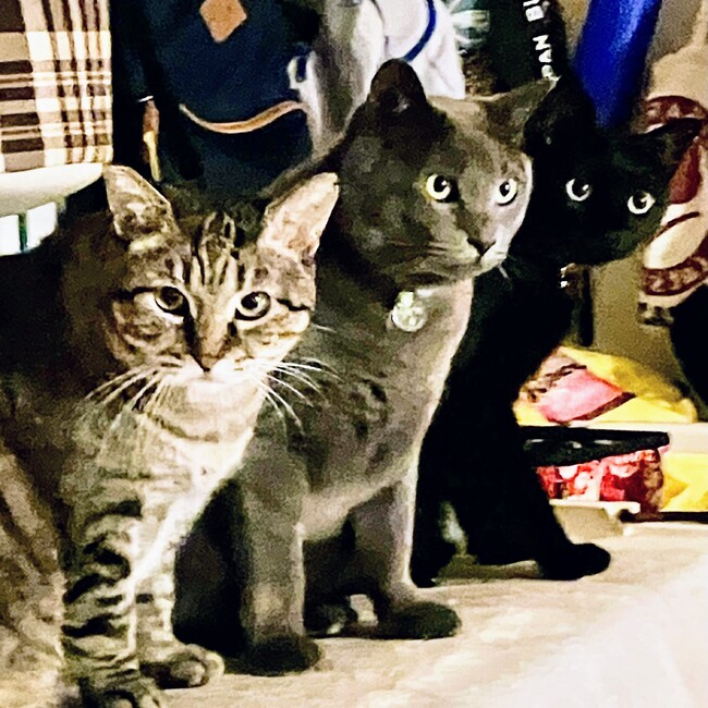 ぱたぱたこのカバー写真