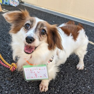 お散歩大好き！活発な女の子★つくしちゃん