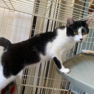人懐こいボブテイルの白黒たらこちゃん避妊済み