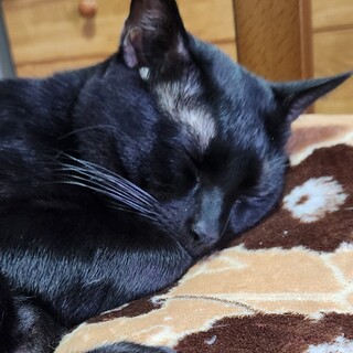 お団子しっぽの黒猫の男の子