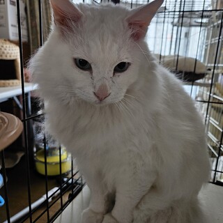 少し問題ありです。猫飼育本気の方お願いします。