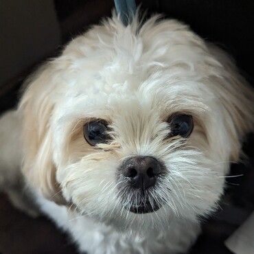 トリミング前のもふもふ