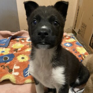 尻尾がかわいい男の子☆ ニラくん※交渉中※