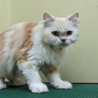 可愛いスコティッシュの女のコ