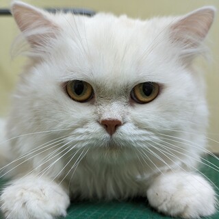 小柄なペルシャ男の子