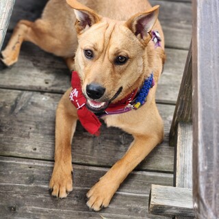 １歳の破天荒男子【バベシアキャリア】