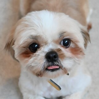 美人さんでとっても優しいシーズーの女の子♪