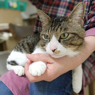 キジ白男子の桃太郎！