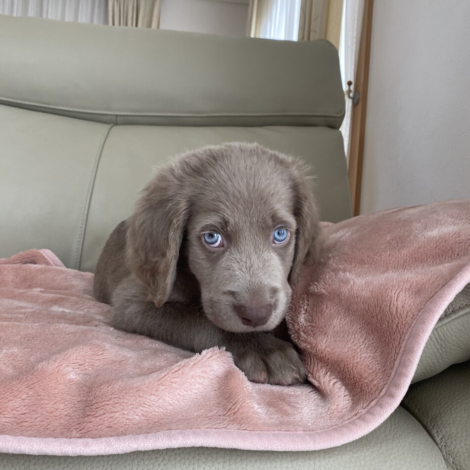 ルディのカバー写真