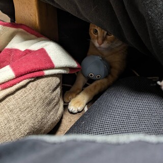 遊ぶの大好き茶トラくん