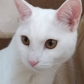 【9/8新橋】おしゃべり美男子★人も猫も大好き