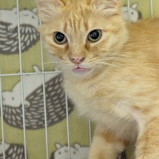 田舎出身の洋風男子