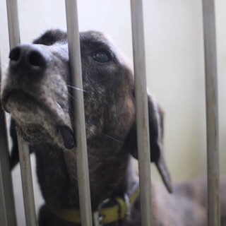 かっこ良くて人慣れしているトッティくん