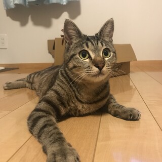 甘えん坊のキジトラくんの家族になってください。