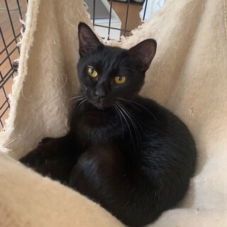 可愛い黒猫キャロラインちゃん 避妊マイクロチップ済